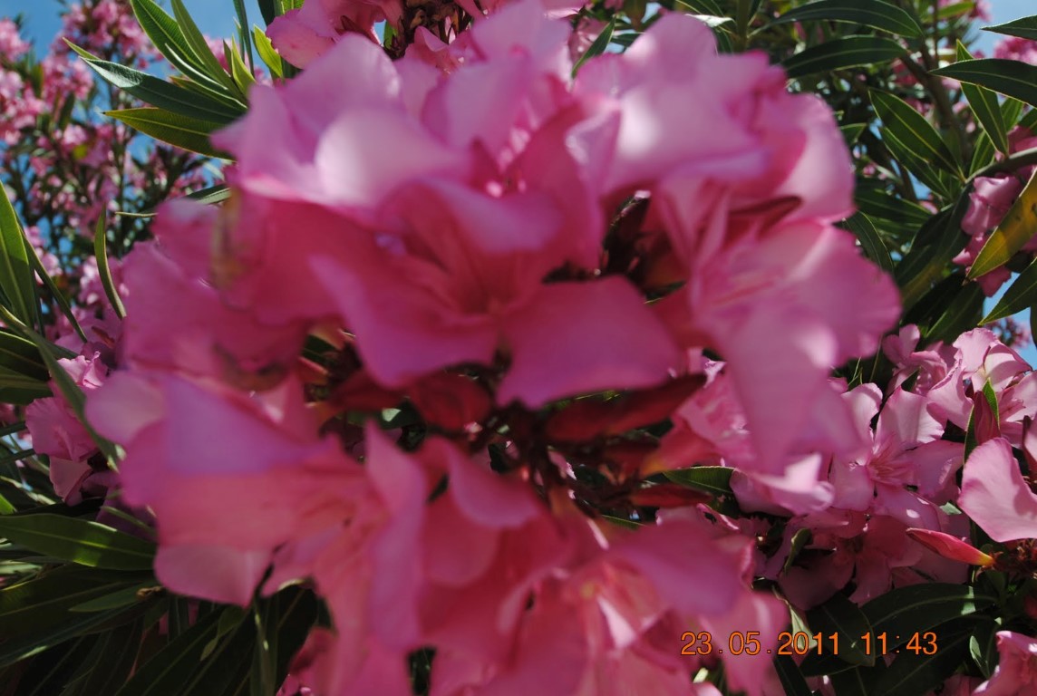 imagini hotel AMELIA BEACH RESORT SIDE